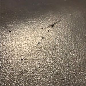 Meet your Posher, Carly